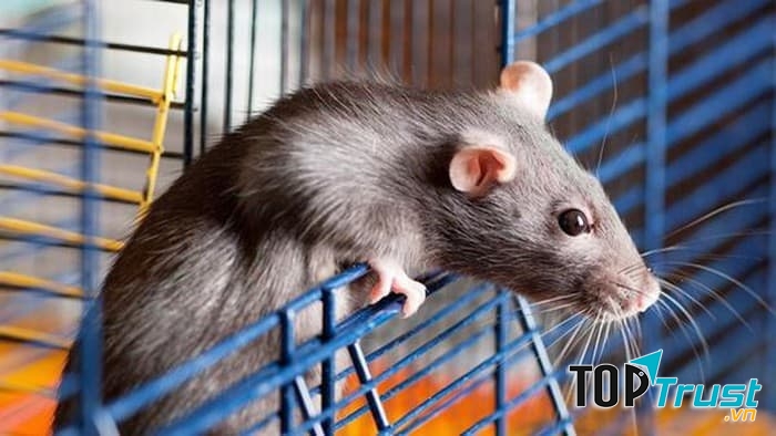 Trung tâm diệt chuột Hà Nội chuyên nhận diệt trừ chuột hiệu quả cho các khách hàng là doanh nghiệp, nhà hàng, khách sạn, diệt chuột tại nhà hộ gia đình tại Thành Phố Hà Nội.
