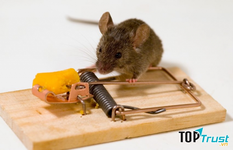 Công ty TNHH Kiểm Soát Côn Trùng Việt Nam sở hữu nhiều phương pháp diệt chuột để đáp ứng cho từng yêu cầu của từng khách hàng riêng biệt.