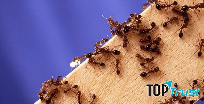 Phương pháp phun thuốc diệt kiến Công ty Tân Nguyên, kiểm soát, tiêu diệt kiến ba khoang, kiến vàng, kiến lửa, kiến đen, … các loài kiến gây hại, xâm nhập vào thực phẩm, thức ăn của con ngườ