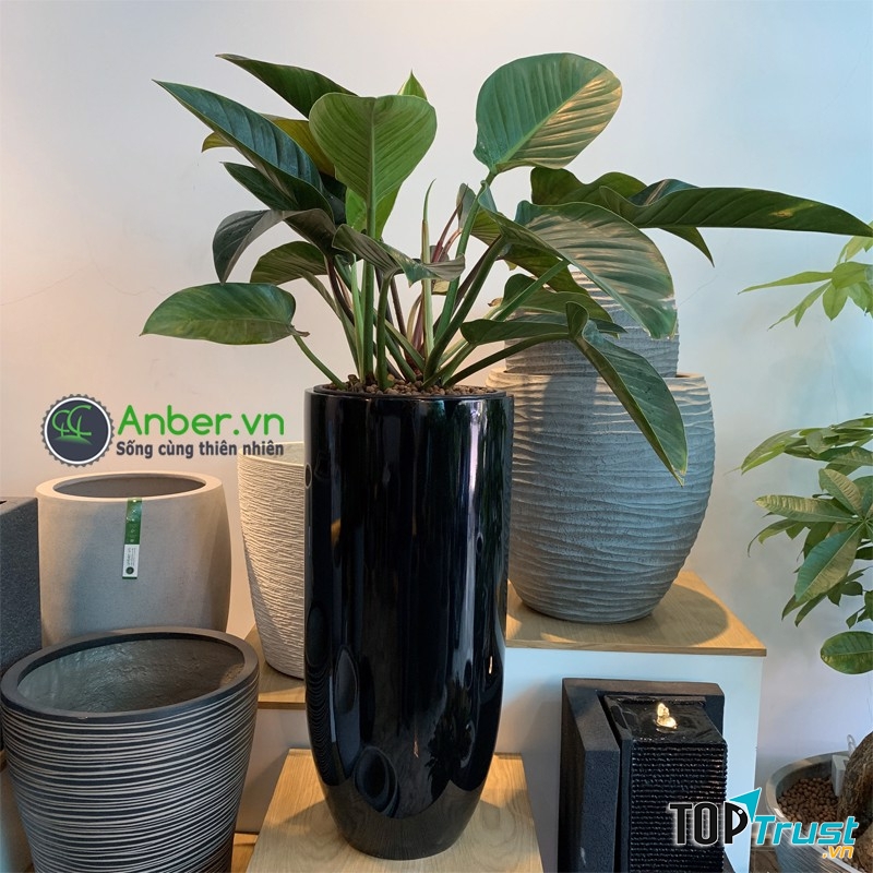 Công ty TNHH An Phước Khánh