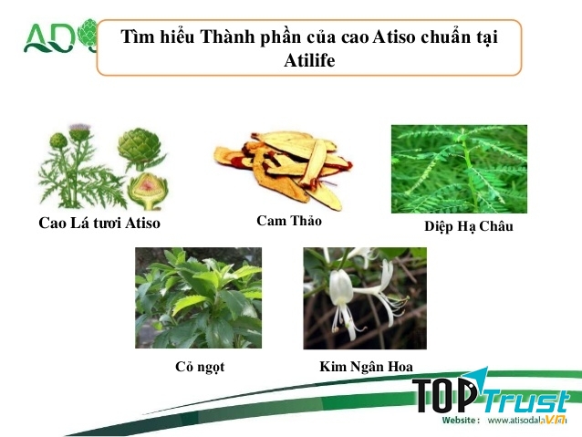 Thành phần cao Atiso Atilife