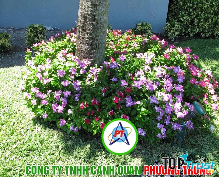 Công ty TNHH cảnh quan Phương Trung