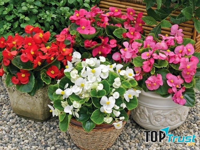 Công Ty TNHH Cây Xanh Cảnh Quan Hoa Sen Việt