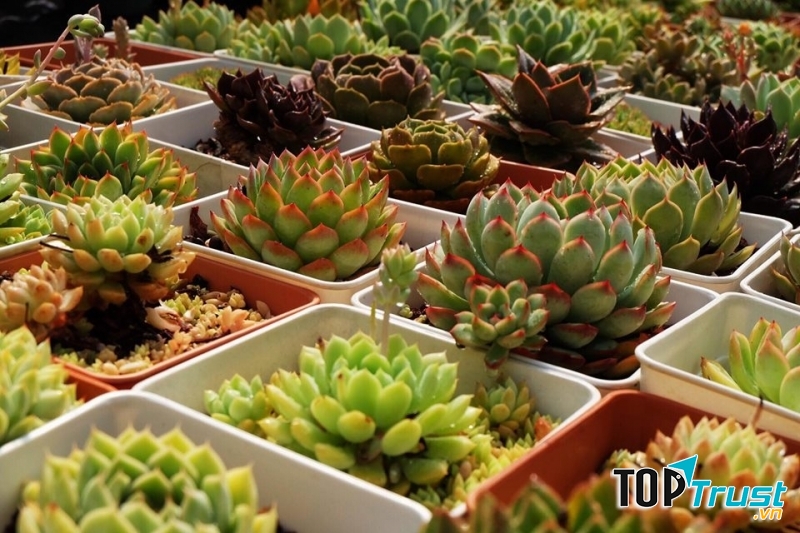 CÔNG TY TNHH ĐÀ LẠT XANH VN