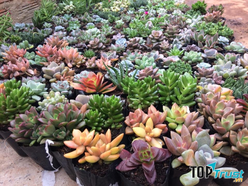 CÔNG TY TNHH ĐÀ LẠT XANH VN