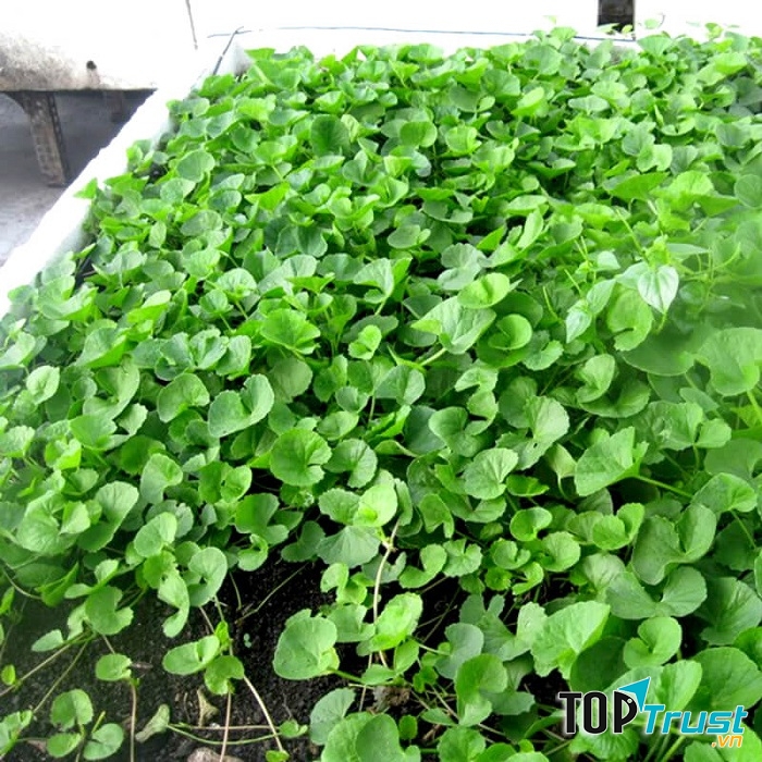 Giống rau má lá nhỏ