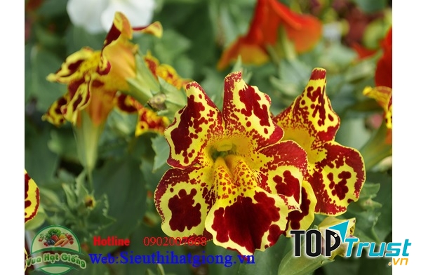 Công ty TNHH Đầu Tư và Dịch Vụ Đức Thắng