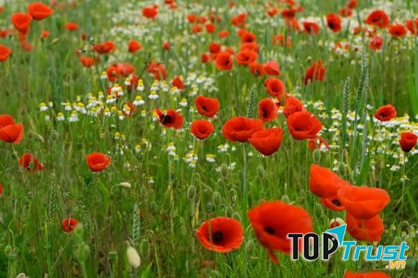 Công ty TNHH Đầu Tư và Dịch Vụ Đức Thắng