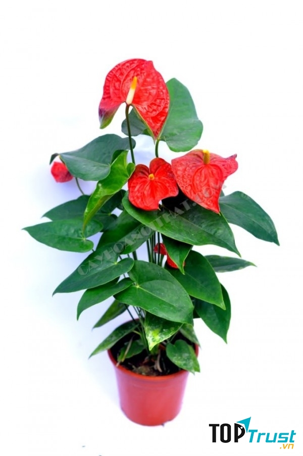 Cây hoa hồng môn