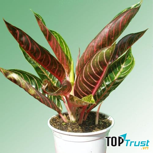 Cây Bao Thanh thiên