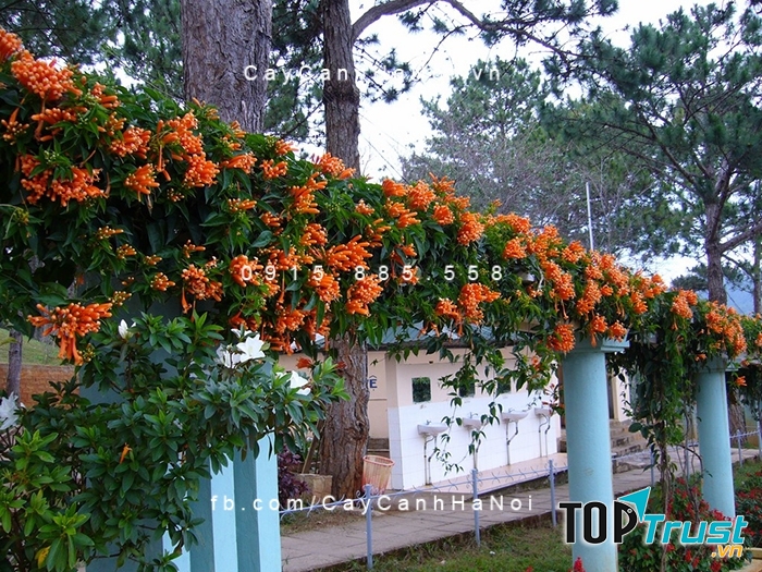 Công ty TNHH MTV Cây Cảnh Hà Nội