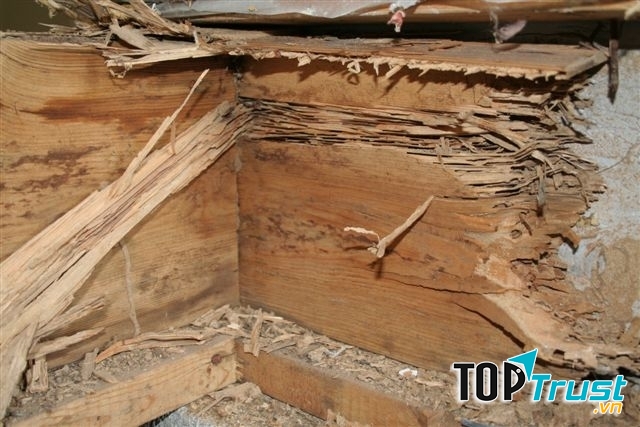 Công ty Bắc Trường Sa là doanh nghiệp đi đầu trong lĩnh vực diệt mối, côn trùng tại Việt Nam.