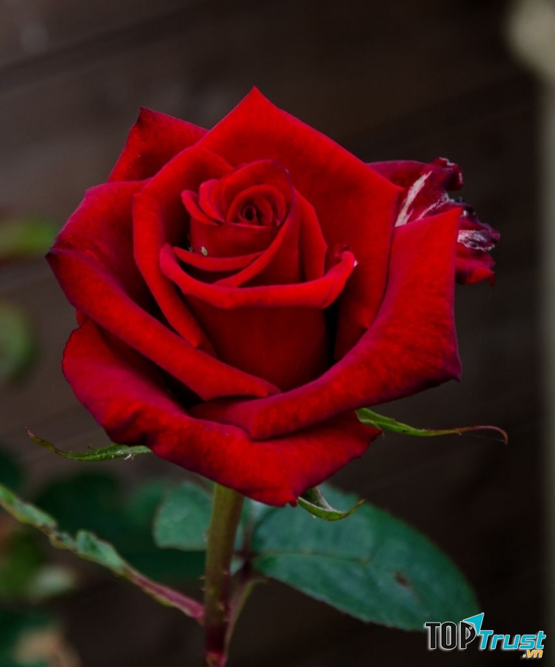 Hương liệu - hương hoa hồng