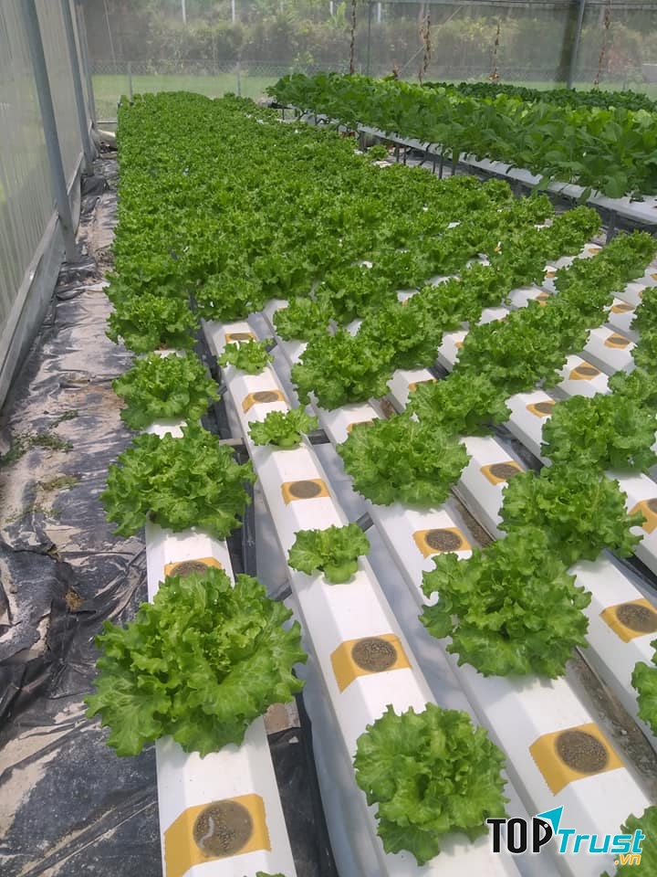 Sản phẩm rau sạch của Công ty TNHH Phát triển Rau sạch thủy canh TST Đà Nẵng
