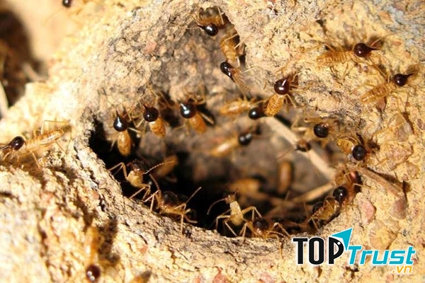 Phương pháp xử ký mối mọt, côn trùng của công ty Hoàng Đại Lộc vô cùng nhanh chóng và hiệu quả.