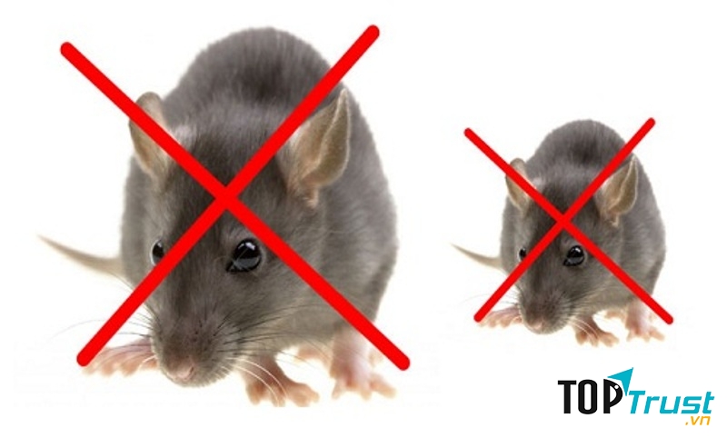 Công ty Bình Đan xin cam kết mang lại cho quý khách hàng một dịch vụ diệt chuột uy tín, bảo hành tốt nhất