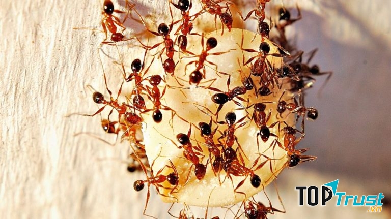 Với phương pháp diệt kiến an toàn, hiệu quả sẽ mang đến cho Quý khách hàng một môi trường lành mạnh, không bị các loại côn trùng quấy rối, góp phần ngăn ngừa dịch bệnh, đồng thời đảm bảo vệ sinh, an toàn, không độc hại.﻿