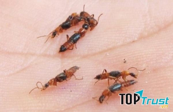 Với phương pháp diệt kiến an toàn, hiệu quả và hóa chất được phép sử dụng của Bộ Y Tế, HÒA TÂM sẽ mang đến cho Quý khách hàng một môi trường lành mạnh, không bị các loại côn trùng quấy rối