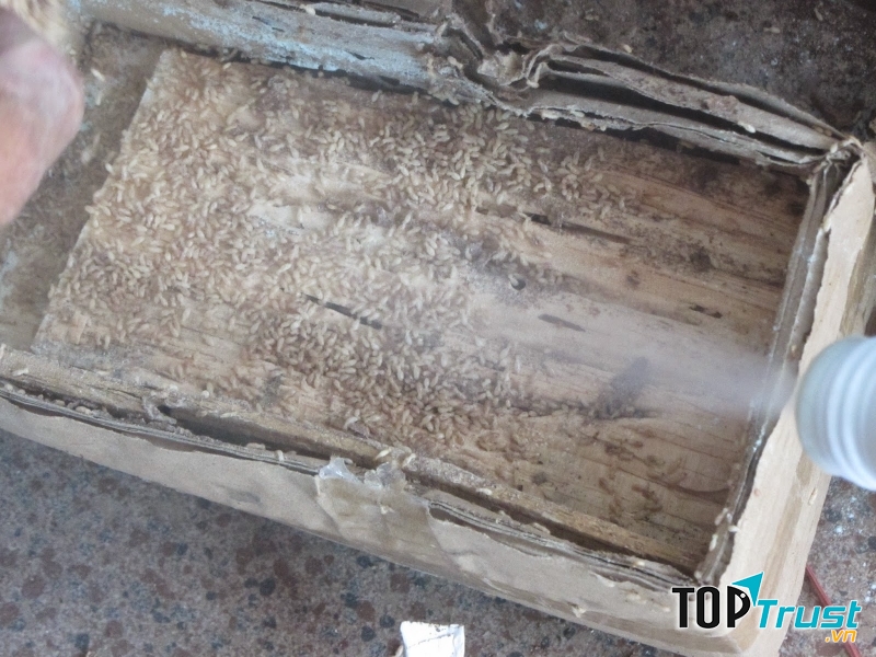 Mối ăn vào các hòm giấy