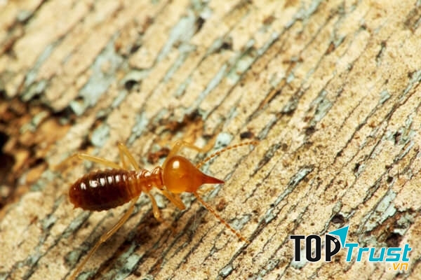 Công ty Đại Việt có thâm niên hơn 10 năm trong lĩnh vực phòng chống côn trùng tận gốc tại khu vực Đồng Nai.