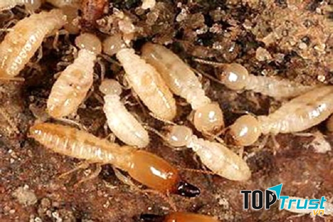 Dịch vụ diệt mối của công ty Trần Anh
