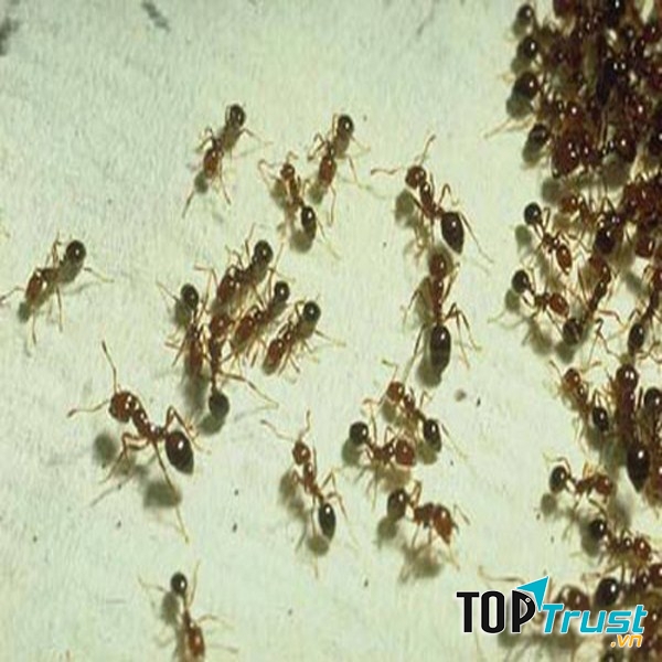 Dịch vụ diệt kiến tại thành phố Hồ Chí Minh Thăng Long, sử dụng trang thiết bị hiện đại áp dụng các loại thuốc diệt kiến được phép bởi Bộ Tài nguyên và Môi trường, có đầy đủ giấy chứng nhận về hóa chất chế phẩm thuốc diệt kiến cho khách hàng tại thành phố Hồ Chí Minh