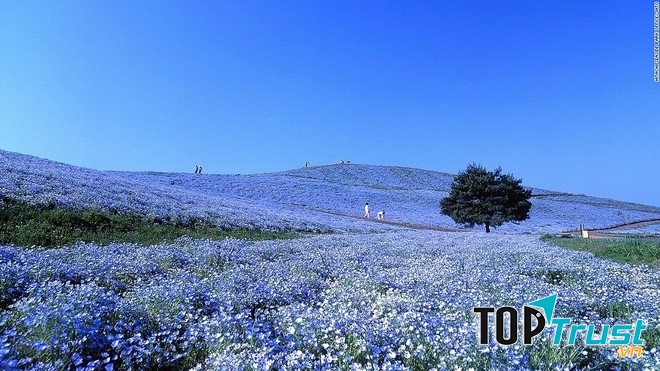 Công viên Hitachi Seaside (Ibaraki)