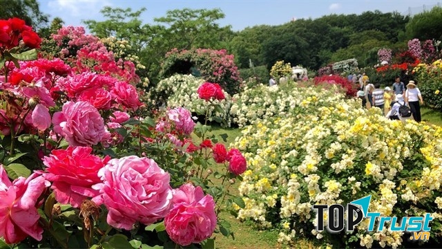 Công viên hoa hồng – Rose Park