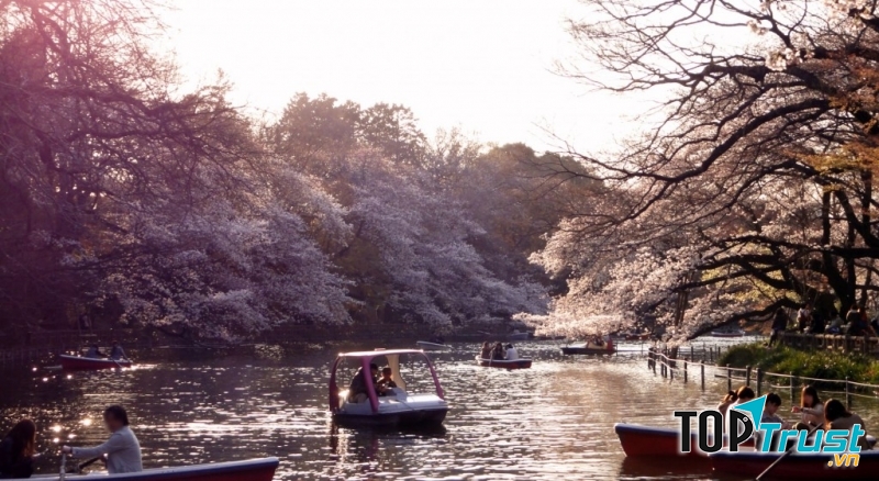 Dòng sông tại công viên Inokashira
