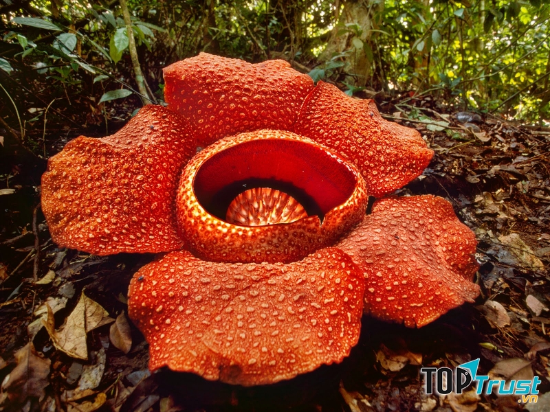 Một loài hoa lạ trong công viên Kinabalu, Malaysia