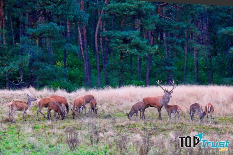 Công viên quốc gia Veluwe - Là tổ ấm của nhiều sinh vật hoang dã
