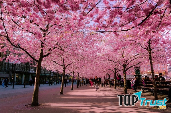 Hoa đào nở rộ tại Sumida