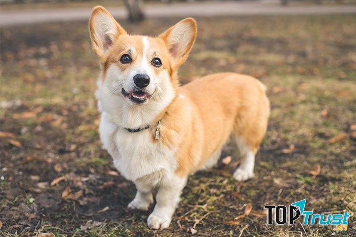 Khuôn mặt ngộ nghĩnh của chú chó Corgi
