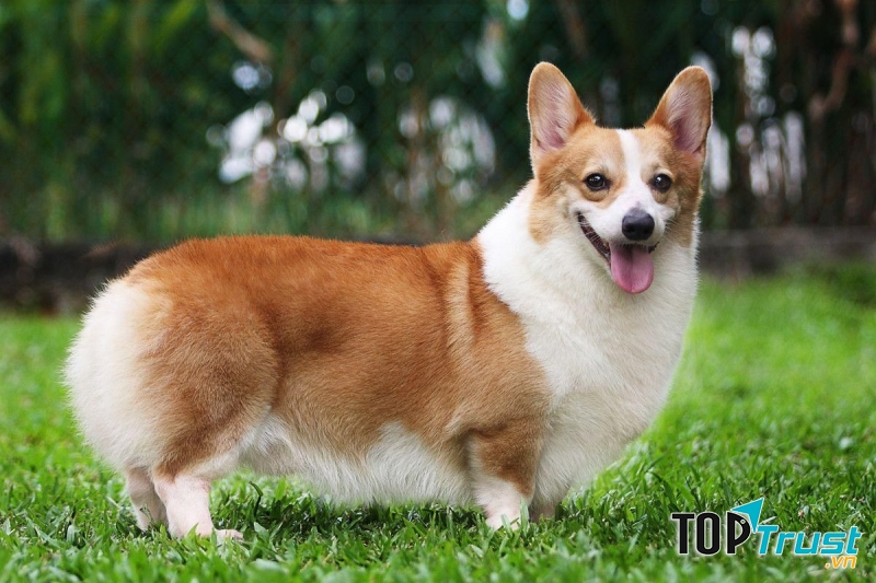 Corgi với thân hình đáng yêu