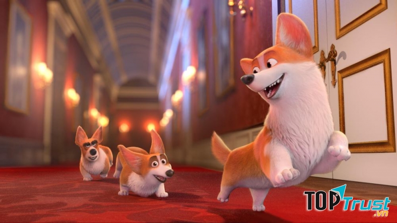Corgi: Những chú chó hoàng gia