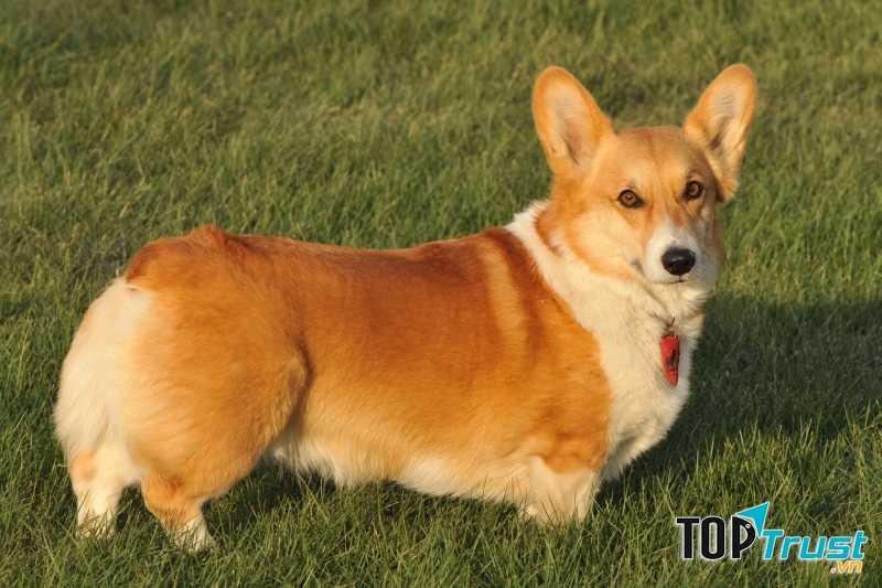 Thân dài, chân ngắn rõ rệt