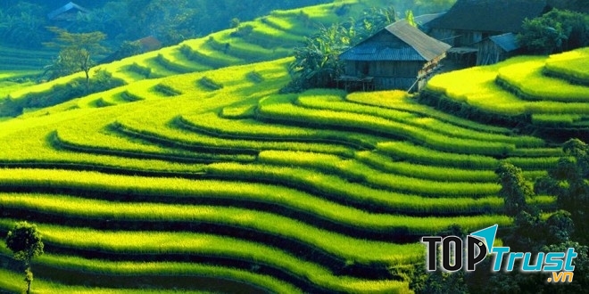 Ruộng bậc thang Hoàng Su Phì