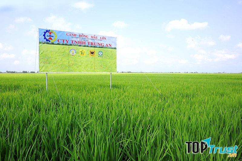 CTCP Nông nghiệp công nghệ cao Trung An