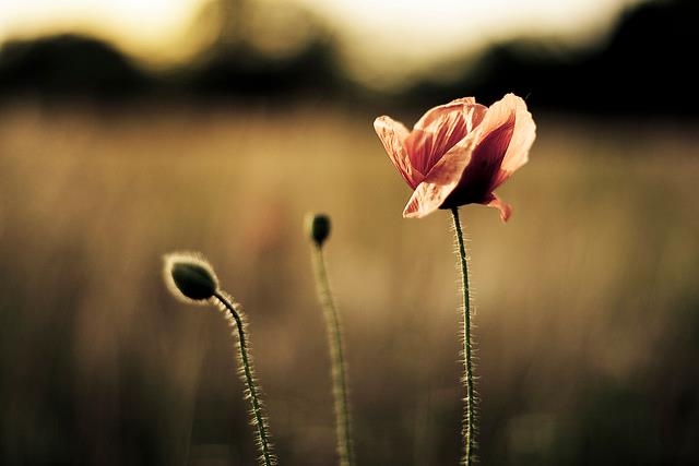 Đặt mình vào người khác