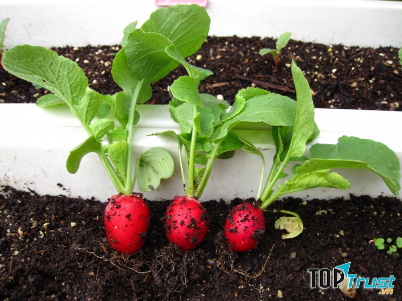 Củ cải baby tròn