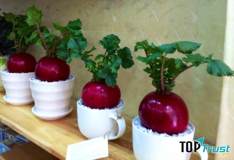 Chậu củ cải đỏ