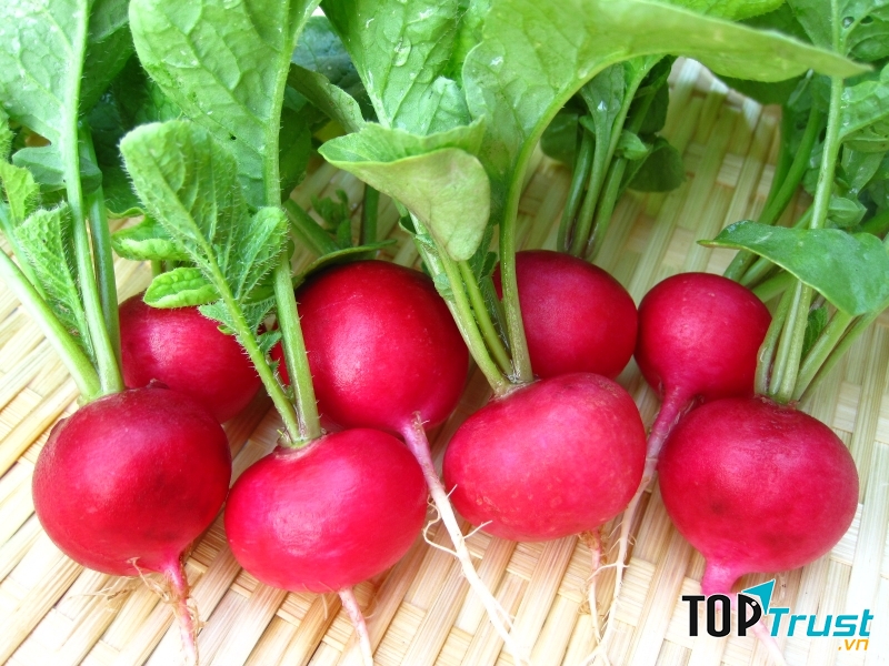 Củ cải đỏ đang là loại cây cảnh đứng đầu bảng thị trường Tết Đinh Dậu năm nay