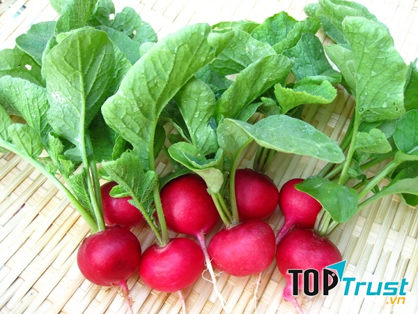 Củ cải đường