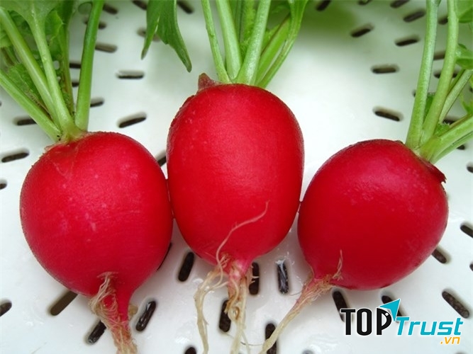 Củ cải đường