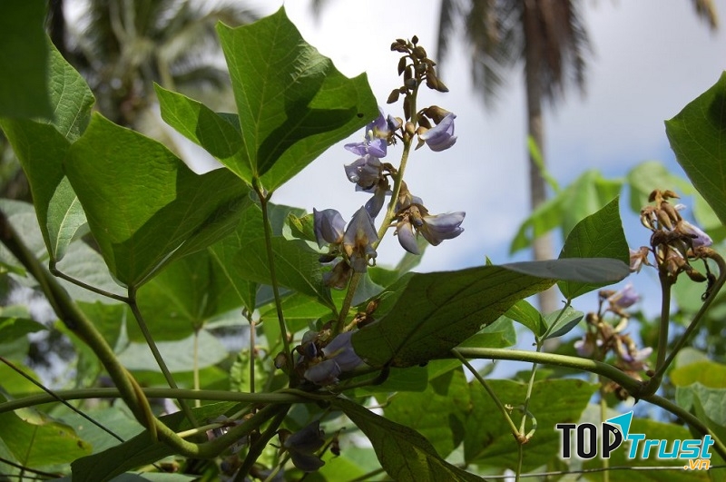 Không được ăn lá và hạt của cây củ đậu