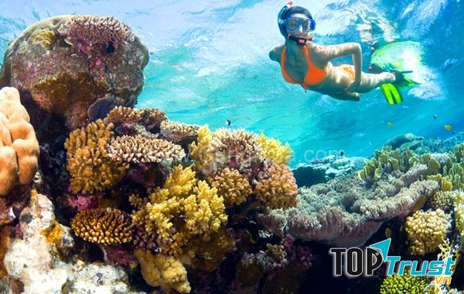 Thảm san hô rộng đến 165 ha