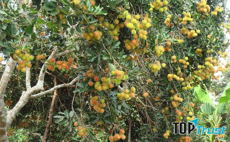 Trái cây tại cù lao Tân Quy