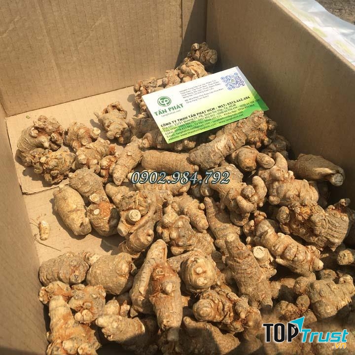 Củ Tam Thất Bắc Tấn Phát