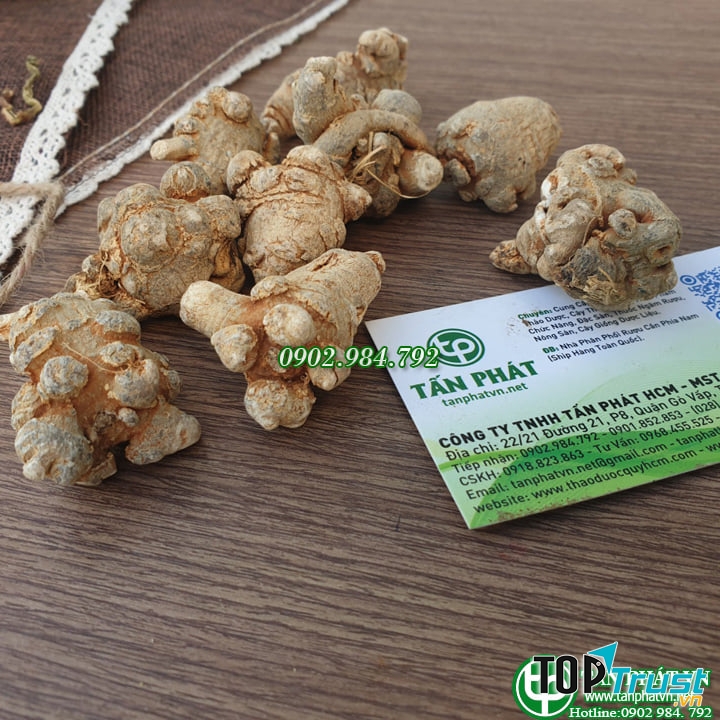 Củ Tam Thất Bắc Tấn Phát