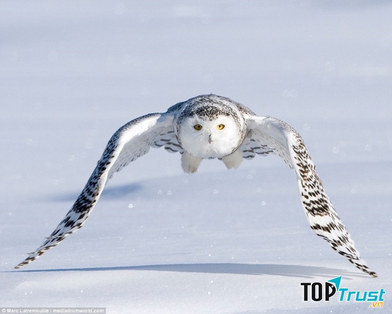 Cú tuyết là loài chim mạnh mẽ